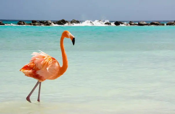 Houston to Aruba Private Jet